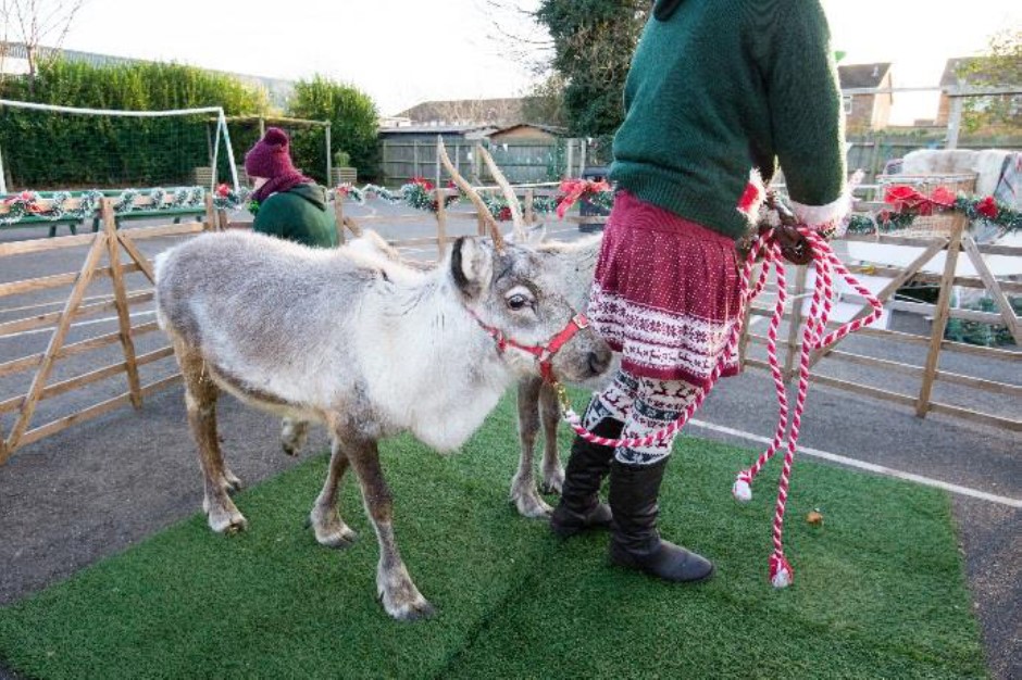 Pippin-School-Reindeer